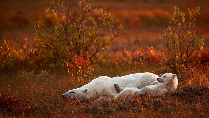 two polar bears, nature, animals, baby animals, polar bears, field, grass, plants, sad, global warming, HD wallpaper