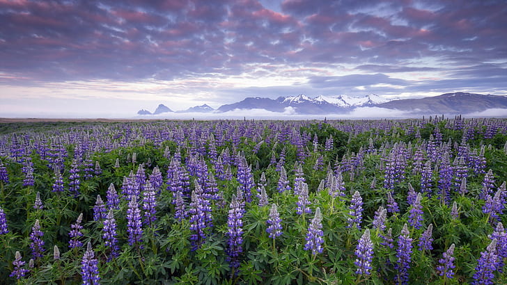 Lupines, Iceland, flowers, flowers, Iceland, Lupines, HD wallpaper