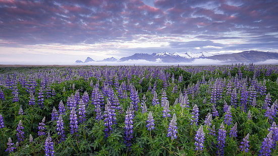 Lupines, Iceland, flowers, flowers, Iceland, Lupines, HD wallpaper HD wallpaper