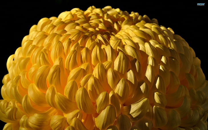 Sallow Chrysanthemum, flower, chrysanthemum, yellow, bloom, nature and landscapes, HD wallpaper