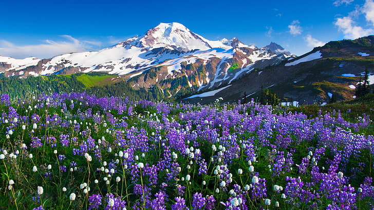 purple and white flowers, mountains, flowers, snow, landscape, HD wallpaper