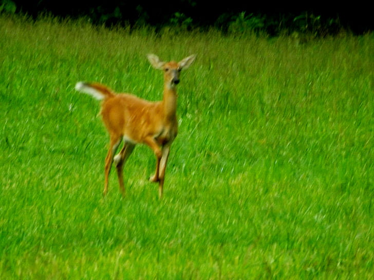 Looking for Mom, brown deer, grass, field, green, summer, deer, HD wallpaper