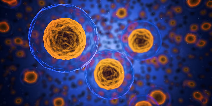 Ilustración de células naranja y azul, células, microbiología, estructura, Fondo de pantalla HD