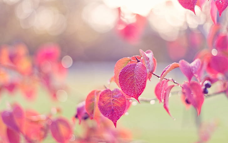 Розовые листья, осень, роса, розовый, листья, осень, роса, HD обои