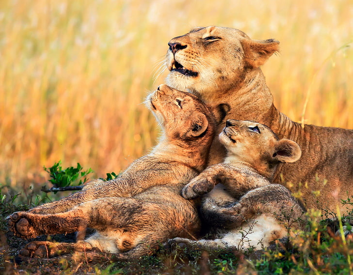kocięta, Afryka, lwy, lwica, młode, Tapety HD
