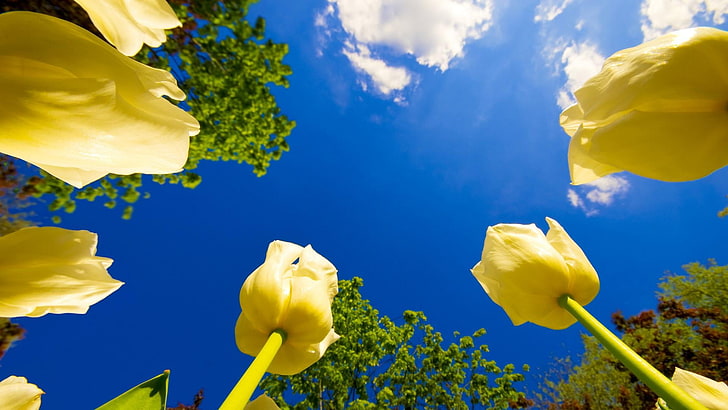 blue, flower, yellow, nature, sky, wildflower, flora, spring, leaf, tulip, sunlight, HD wallpaper