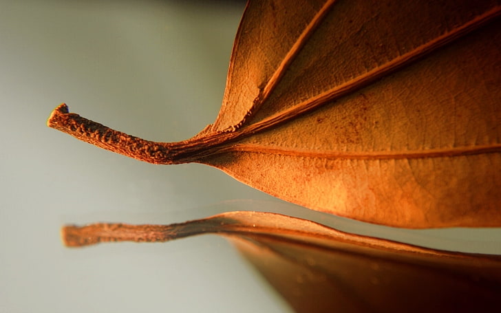 brown leaf, leaf, autumn, dry, close-up, HD wallpaper