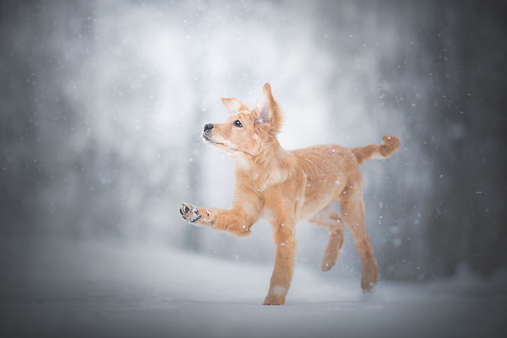الشتاء والثلج والكلب والحيوانات، خلفية HD