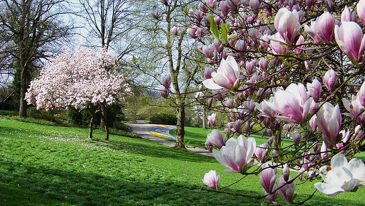 pink Magnolia flowers, trees, park, flowers, grass, HD wallpaper