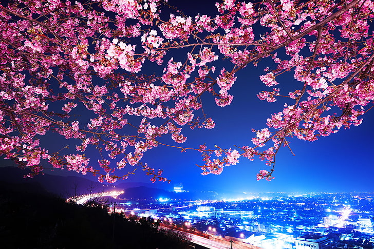 pohon sakura, Sakura, Jepang, Kota malam, Shin Mimura, Jalan Raya, bunga sakura, Wallpaper HD