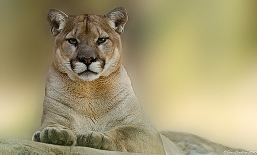 สิงโตสีน้ำตาลเสือพูมาเสือภูเขาสิงโต, วอลล์เปเปอร์ HD HD wallpaper