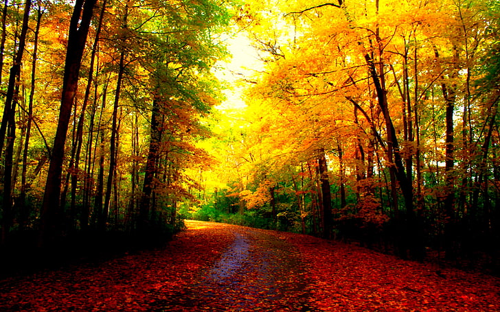 秋の紅葉美しい秋の自然の森のHDアート、秋、美しい、美しさ、紅葉、紅葉、カーペット、 HDデスクトップの壁紙