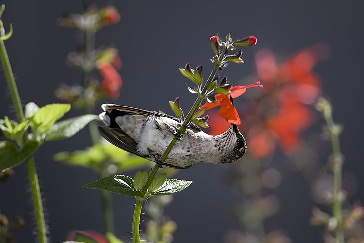 flower, nectar, bird, Hummingbird, HD wallpaper