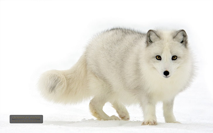 raposa do ártico, HD papel de parede
