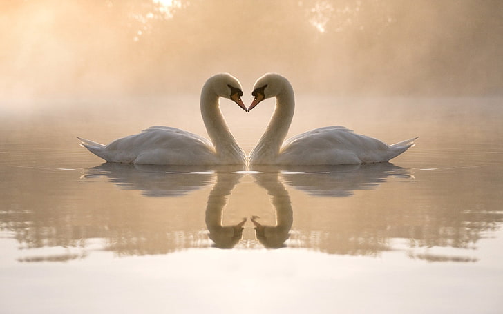 два белых лебедя, лебеди, озеро, любовь, сердце, HD обои