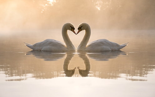 два белых лебедя, лебеди, озеро, любовь, сердце, HD обои HD wallpaper