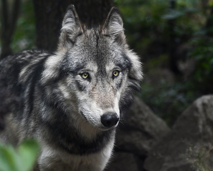 gray and white wolf, wolf, predator, muzzle, look, HD wallpaper