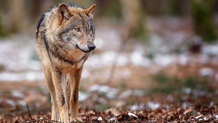 brown wolf, wolf, animals, mammals, fallen leaves, wildlife, HD wallpaper