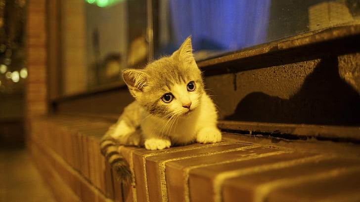 baby, kitty, on the windowsill, HD wallpaper