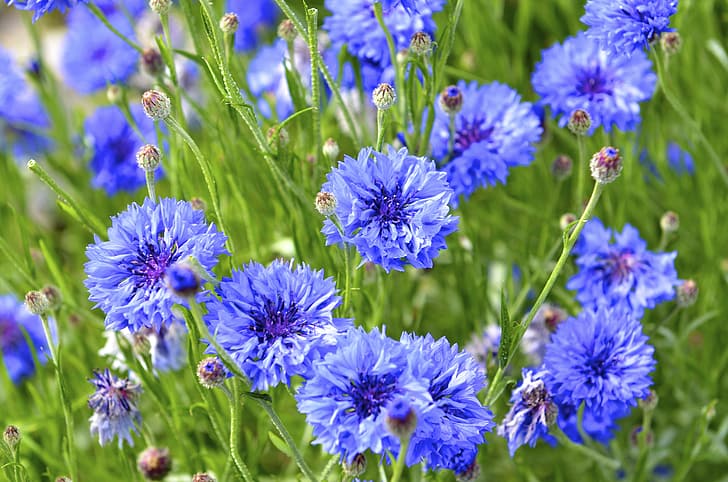ดอกไม้ ธรรมชาติ ดอกตูม คอร์นฟลาวเวอร์, วอลล์เปเปอร์ HD