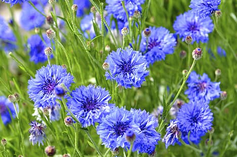 fleurs, nature, bourgeons, bleuets, Fond d'écran HD HD wallpaper
