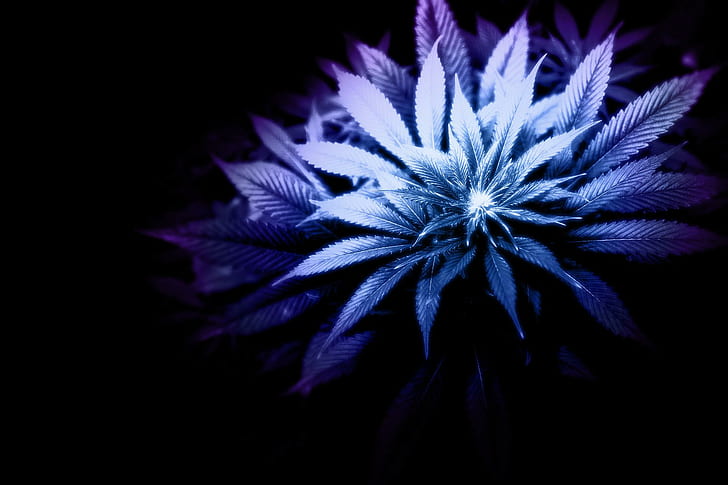 Purple Weed, gulma, daun bunga, alam, bunga, ungu, alam dan lanskap, Wallpaper HD