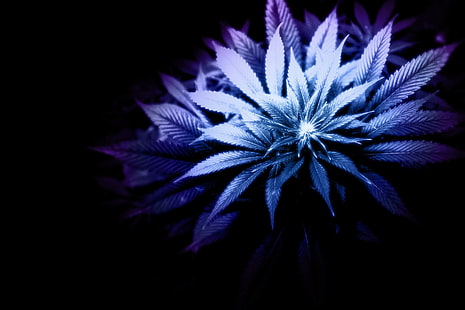 Purple Weed, hierba, pétalo, naturaleza, flor, púrpura, naturaleza y paisajes, Fondo de pantalla HD HD wallpaper