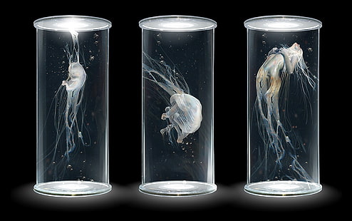 three clear glass capsules illustration, evolution, artwork, digital art, black background, science, simple background, HD wallpaper HD wallpaper