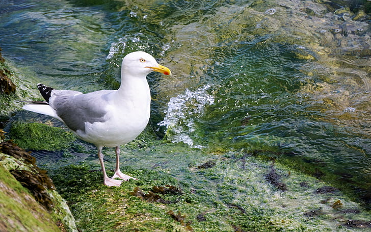 seagull, bird backgrounds, seabird, Water, Download 3840x2400 seagull, HD wallpaper