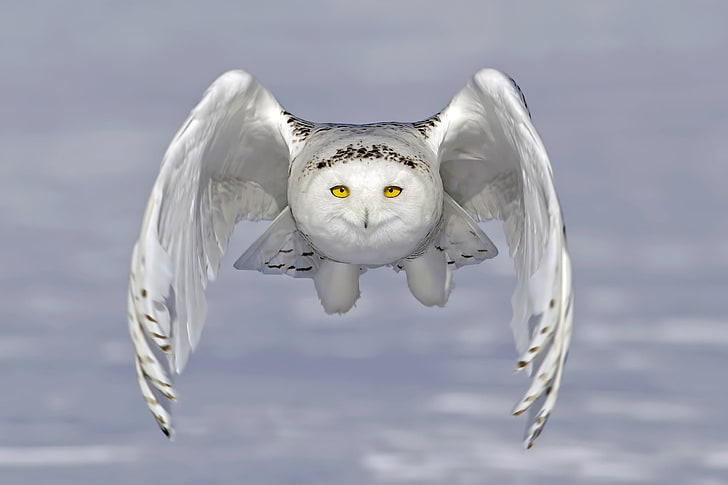 owl, wings, flight, snowy owl, white owl, HD wallpaper