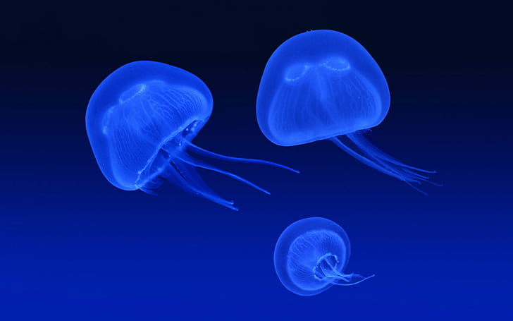 Плаващи медузи, плаващи, медузи, HD тапет