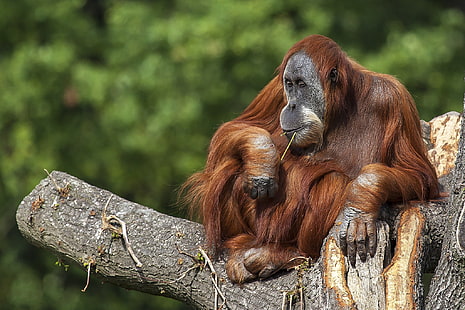 árbol, la primacía del orangután, Fondo de pantalla HD HD wallpaper