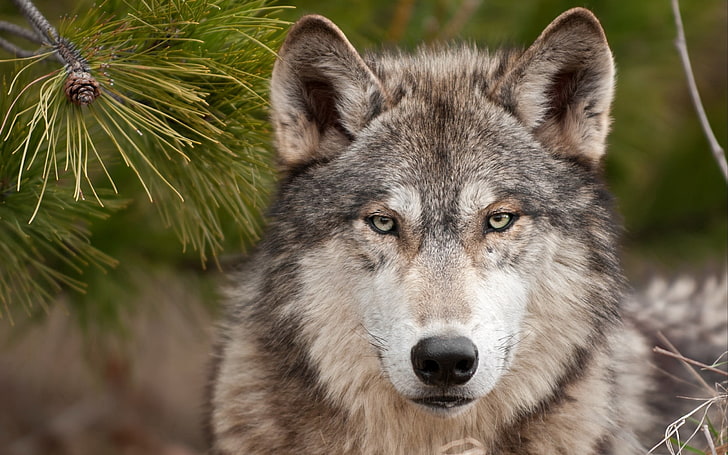 erwachsener grauer und weißer Cyberian Husky, Wolf, Pelz, Schnauze, HD-Hintergrundbild