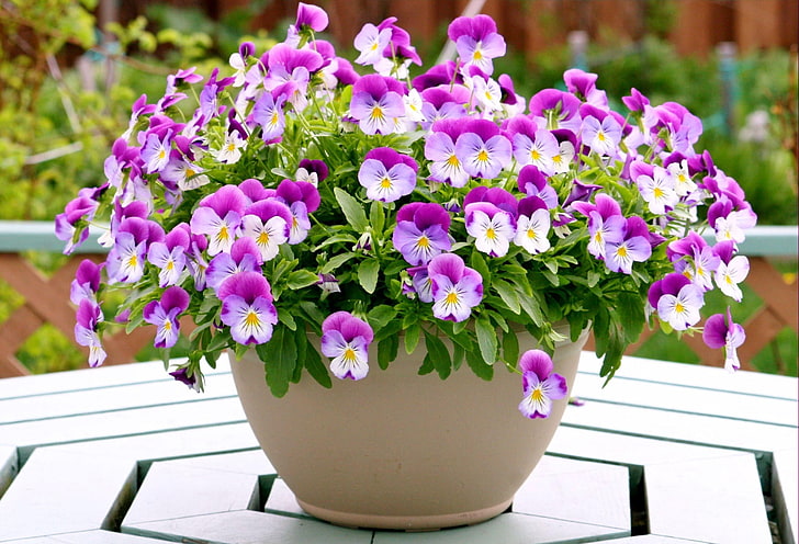 fioletowo-białe kwiaty bratek, bratki, kwiaty, doniczki, stół, Tapety HD