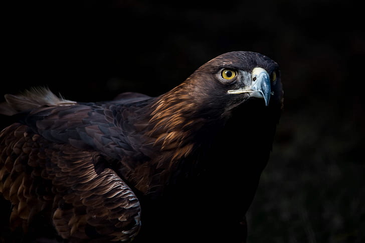 look, birds, predator, beak, eagle, tail, the dark background, Golden eagle, HD wallpaper