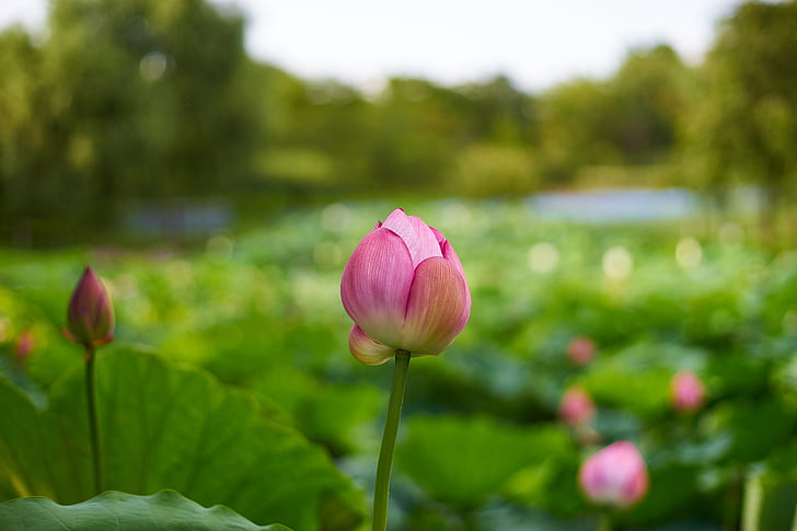 close-up photo of pink Lotus flower bud at daytime, My favorite, close-up, photo, pink, Lotus flower, flower bud, daytime, None, Carl  Zeiss, Contax, Planar, F1.4, 蓮, nature, plant, flower, pink Color, petal, flower Head, summer, lotus Water Lily, beauty In Nature, leaf, outdoors, water Lily, HD wallpaper