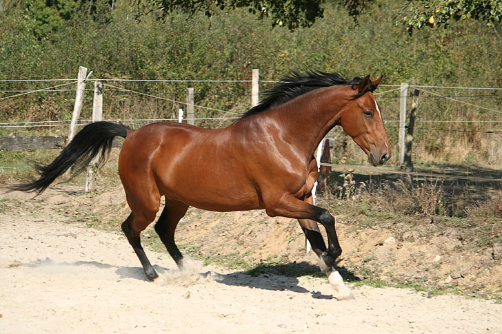horse, animals, gallop, HD wallpaper