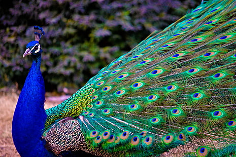 Peacock, feathers, HD wallpaper HD wallpaper