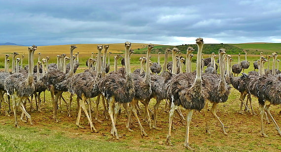 brown ostrich, ostriches, africa, birds, grass, HD wallpaper HD wallpaper