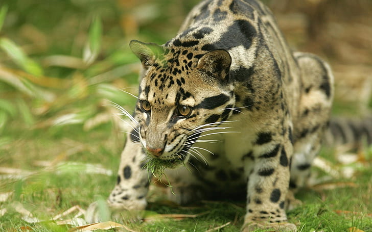 Jaguar inquietante, jaguar, Fondo de pantalla HD