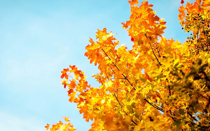 yellow leafed tree, autumn, the sky, leaves, macro, trees, background, tree, Wallpaper, blue, blur, yellow, sky, widescreen, full screen, HD wallpapers, HD wallpaper