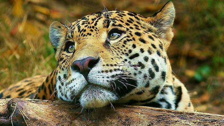 Леопард, кафяв и черен леопард, котки, джунгла, леопард, диви, сладки, животни, HD тапет