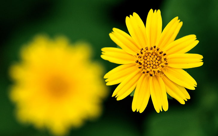 yello petaled flower, flower, yellow, focus, sharpness, HD wallpaper