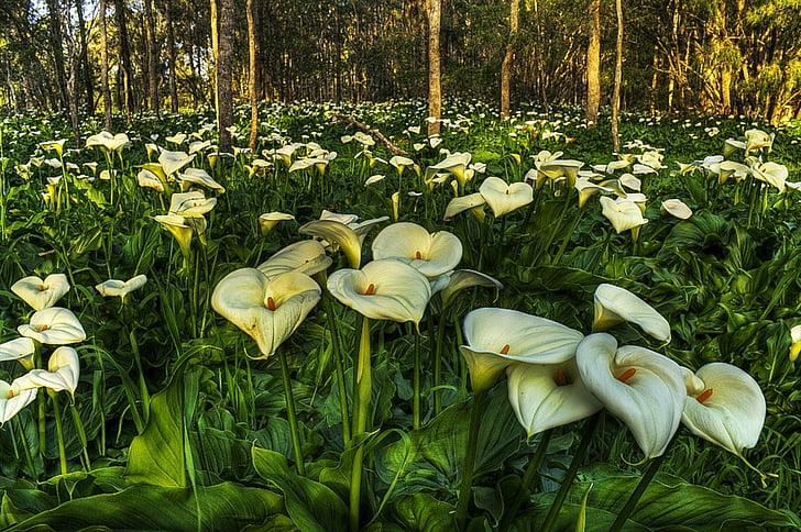 Flowers, Calla Lily, Close-Up, Flower, Forest, Nature, White Flower, HD wallpaper