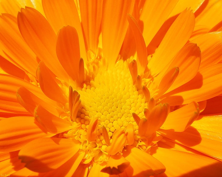 оранжевый цветок календулы, цветок, апельсин, лепестки, светлый, HD обои