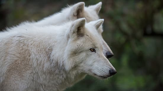  white, face, wolf, portrait, pair, wolves, profile, two, polar, two wolves, HD wallpaper HD wallpaper