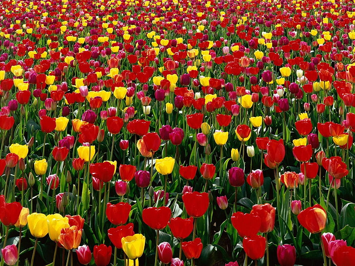 röda och gula tulpanblommor, tulpaner, blommor, röda, gula, ljusa, gröna, låda, vår, HD tapet