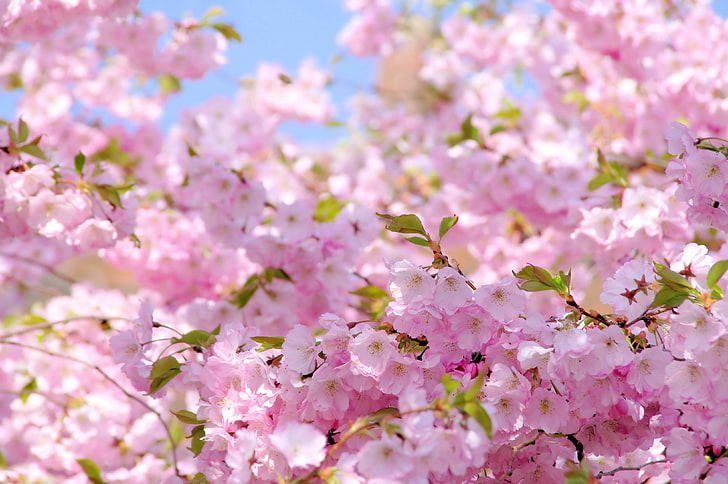 fiori di ciliegio di primavera, Sfondo HD