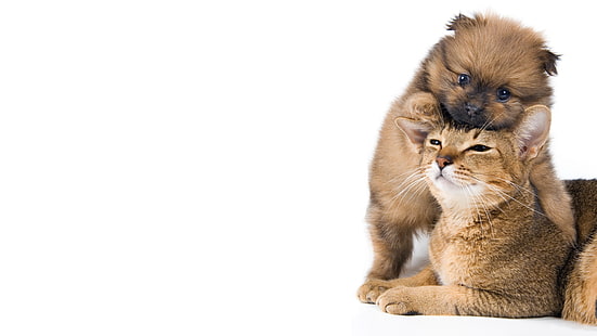 забавный кот и собака изображение щенка, HD обои HD wallpaper