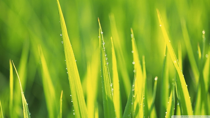 трева, зелено, капки вода, растения, HD тапет
